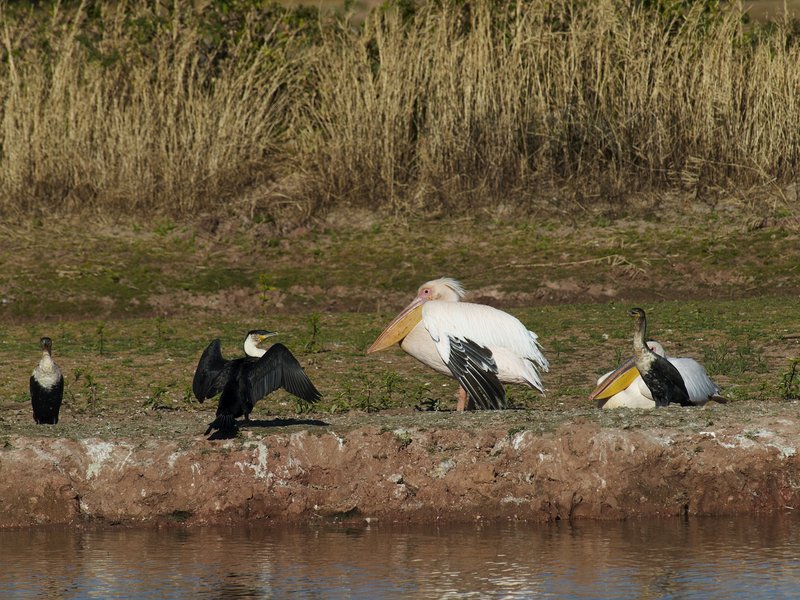 Mount Etjo, Pelican